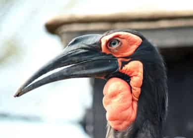 鳥類図鑑・ミナミジサイチョウ